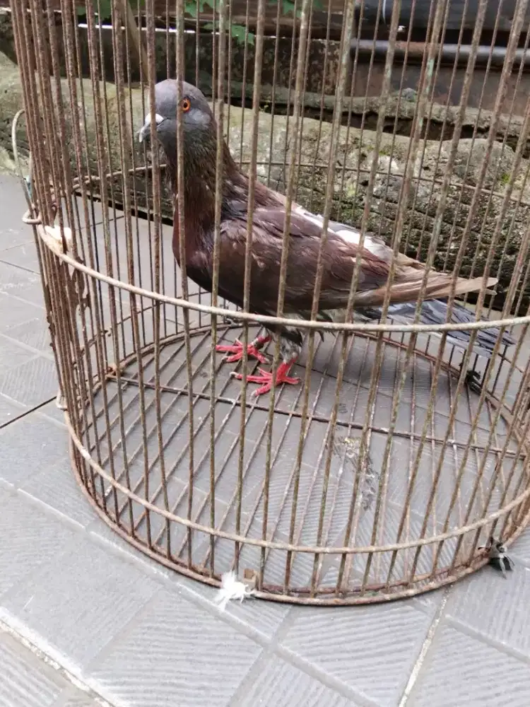 Bujangan kelabu pake ring