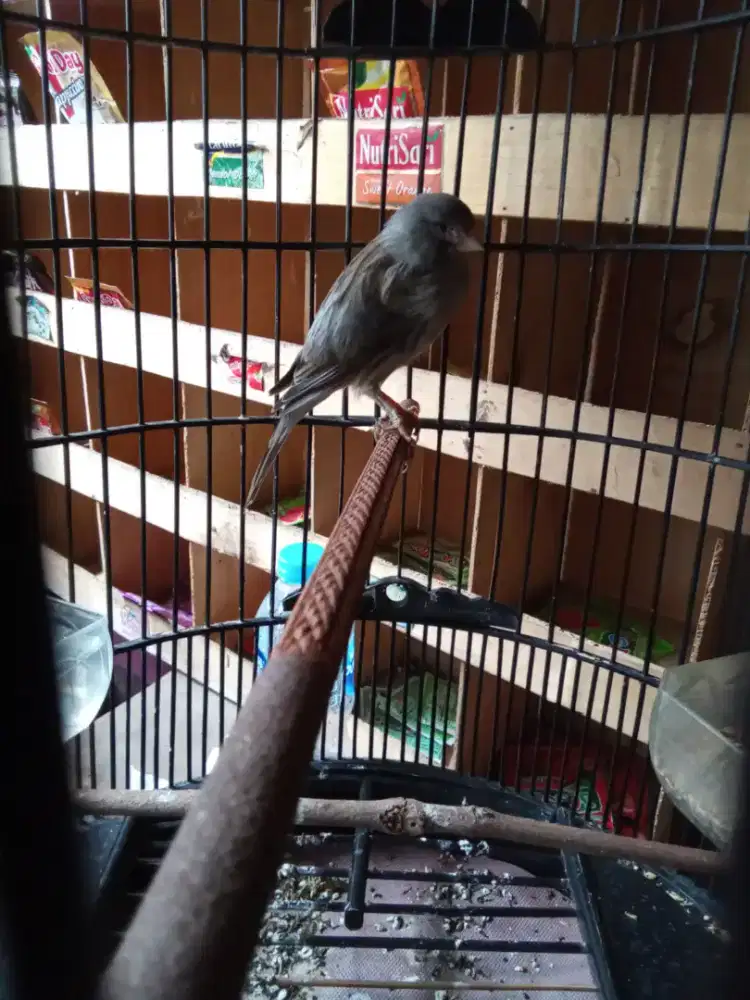 Kenari afs starblue BT hp yg sepadan