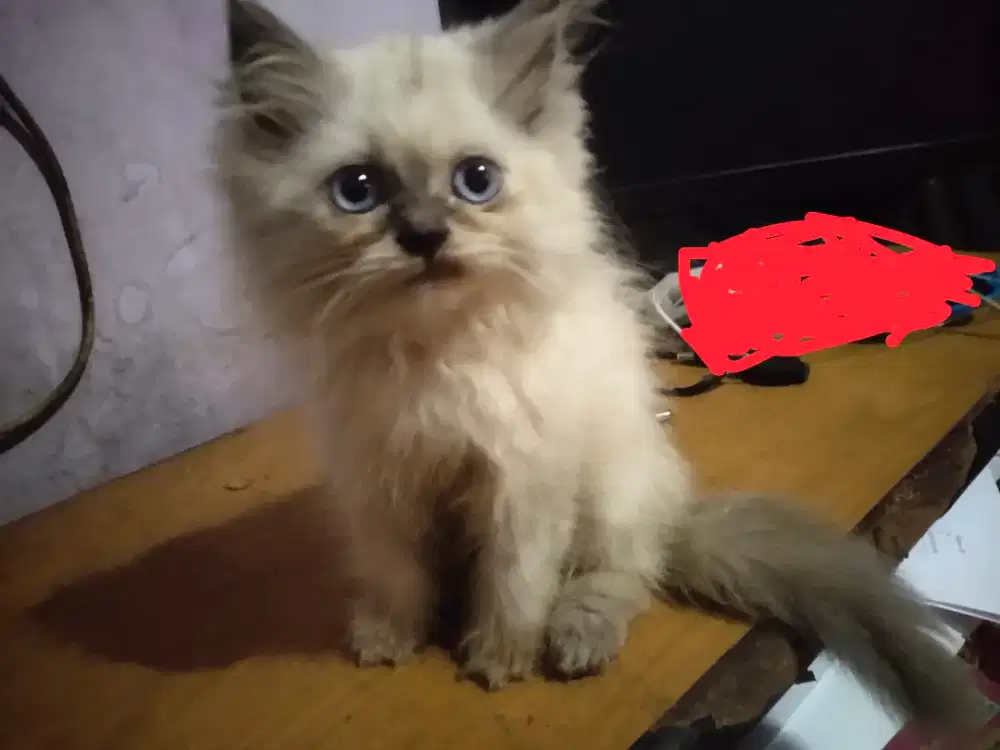 Lepas adop kucing himalaya