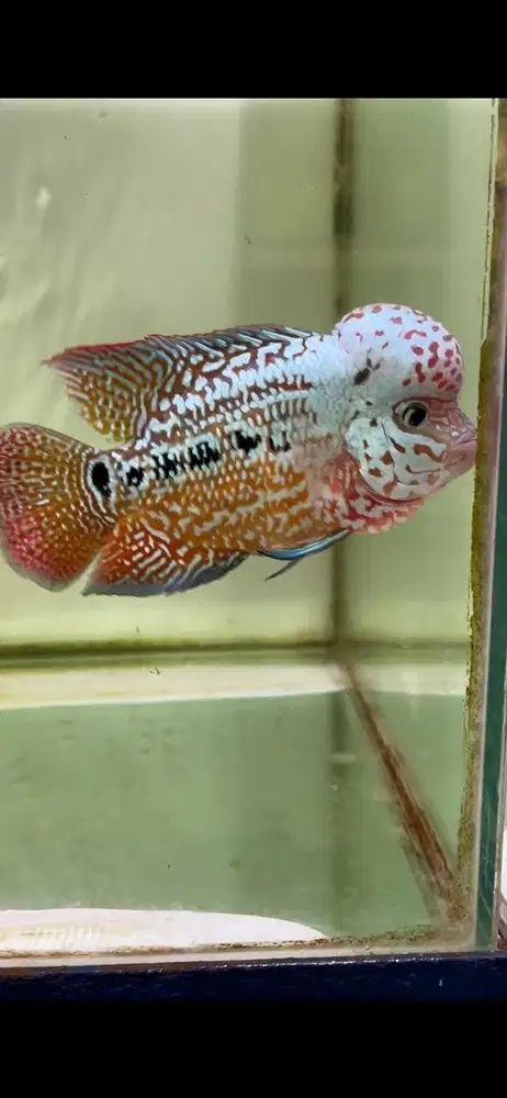 Ikan louhan kamfa f2 thailand 14 cm1,21,