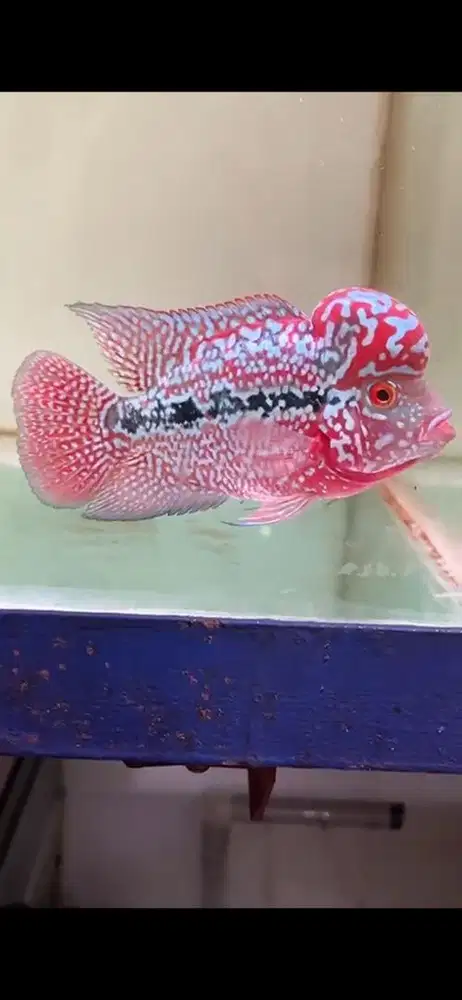 Ikan louhan kamfa f2 ori thailand 13 cm