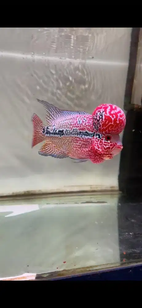 Ikan louhan kamfa 14 f3 inport thailand