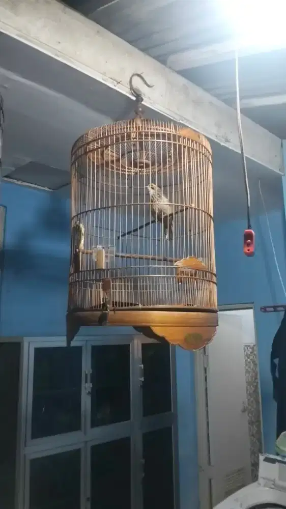 Cucak rowo jantan mapan