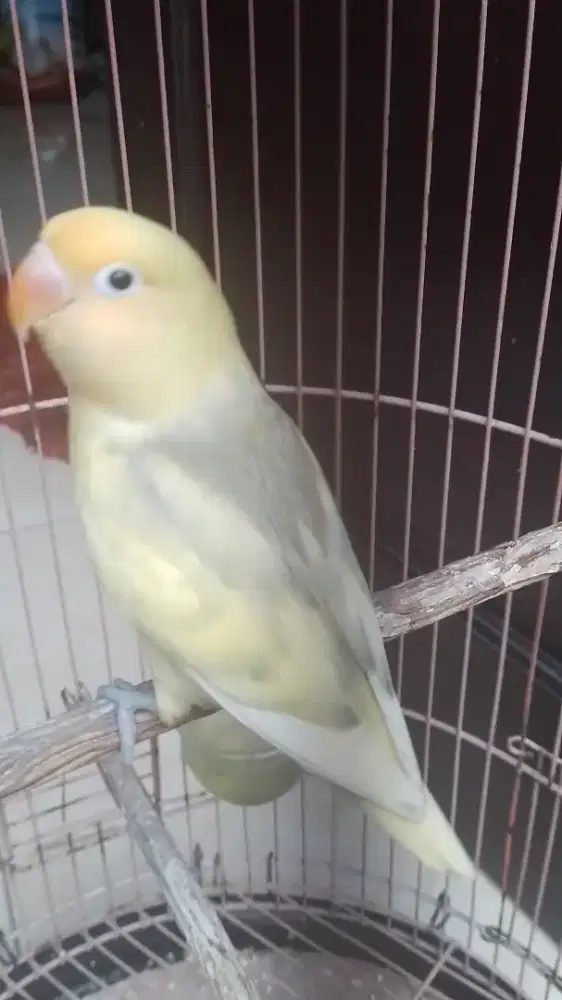 Love bird pb pastel pied