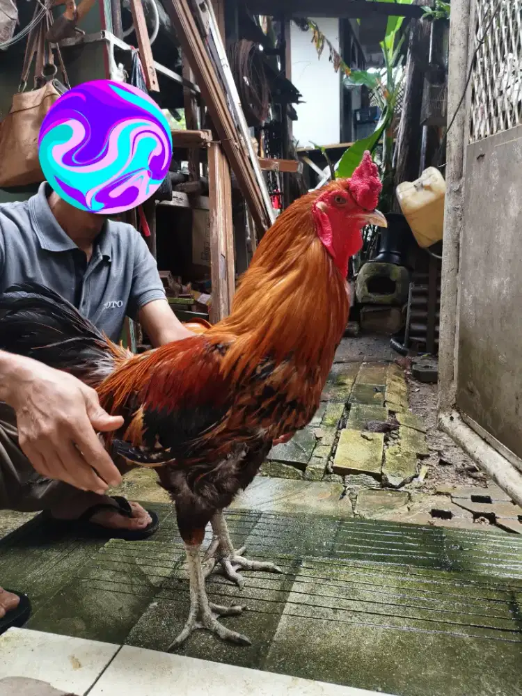 Ayam Pelung Asli