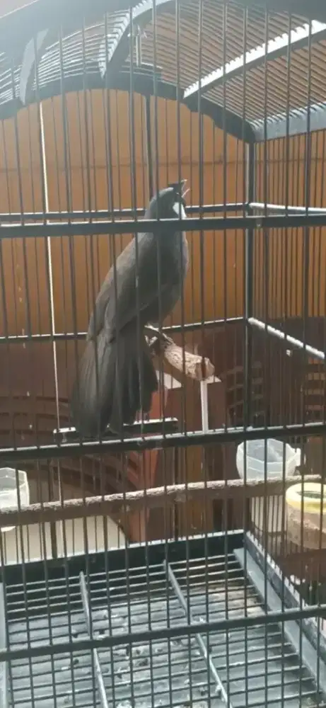 Poksay hongkong gacor dor body gede