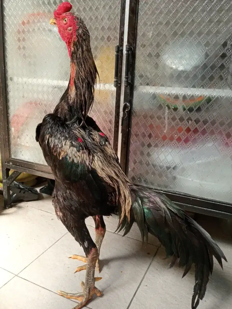 Ayam Bangkok silangan mangon