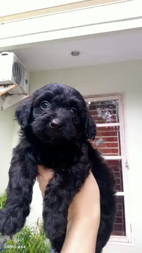 Anakan Poodle 2bulan