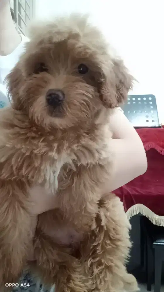 Maltese Poodle Maltepo