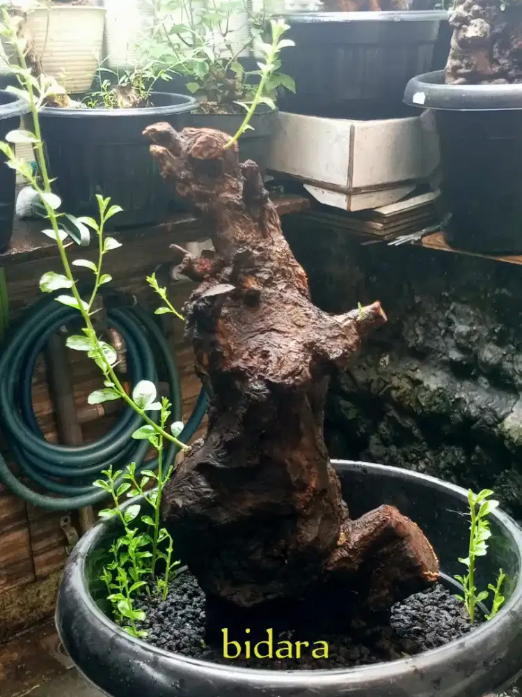 Bonsai bidara fosil