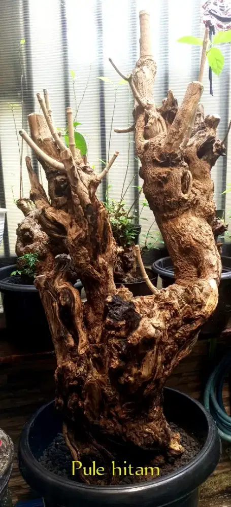 Bonsai pule hitam