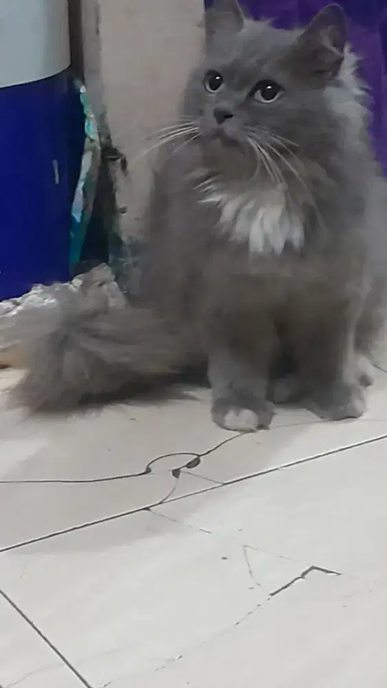 Kucing persia betina bigbone