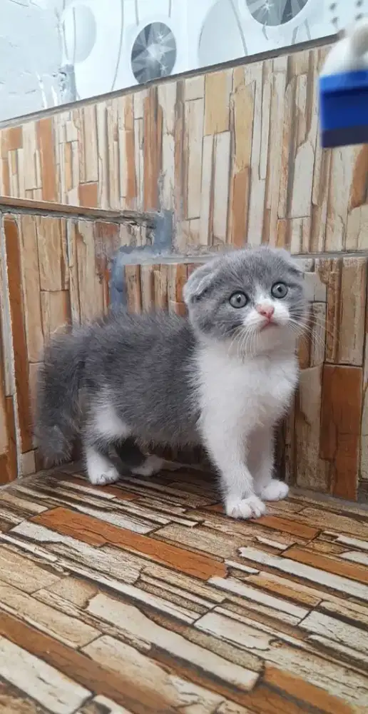 Kitten scottish triple fold
