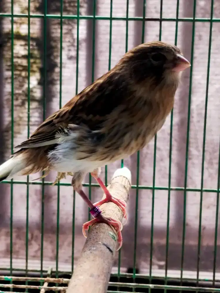Burung kenari AF paud/anak jantan