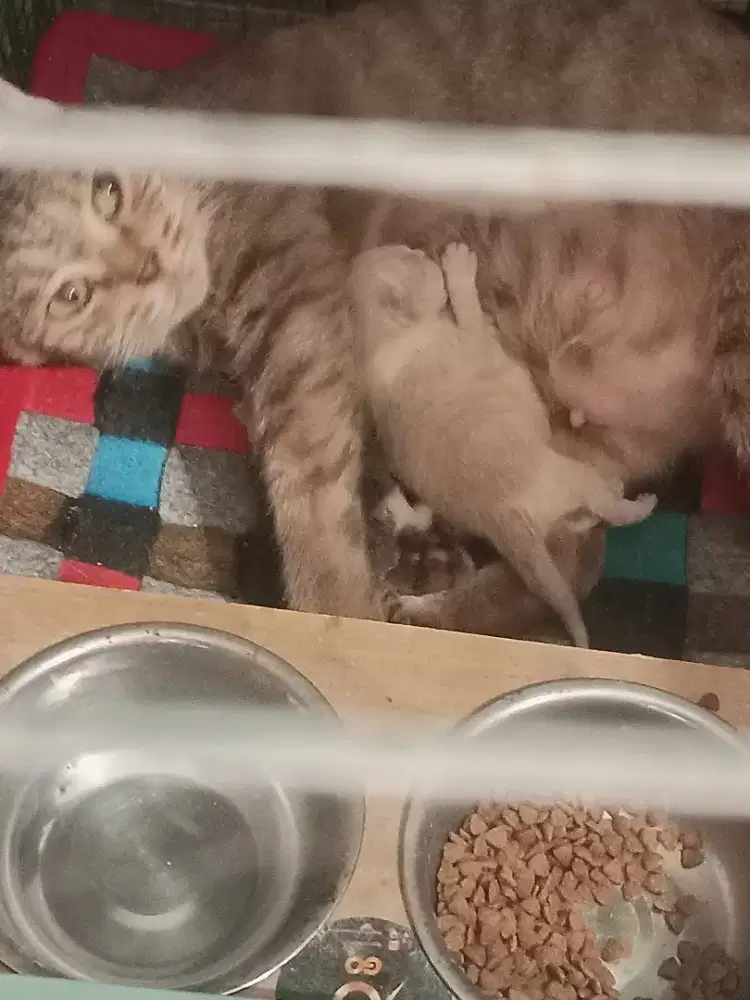 Borongan kucing Scottish single fold beserta anaknya 3 ekor murmer