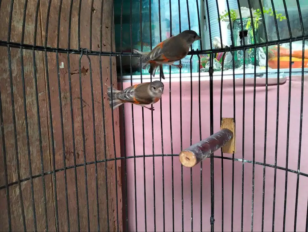 Burung red siskin betina dewasa dara dan jebolan nego
