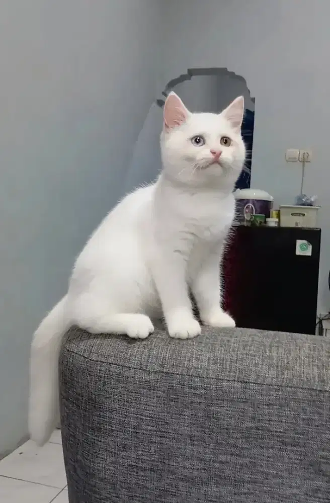 BRITISH SHORTHAIR/BSH ODD EYES