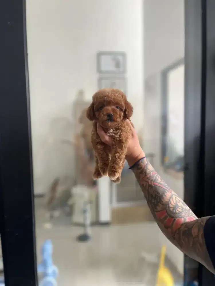 Tiny poodle kosongan super lucu