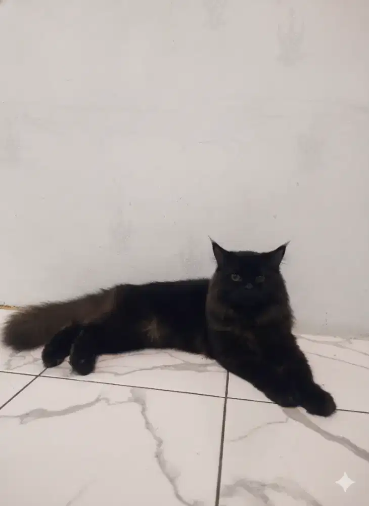 Persian flatnose Bigbone!Black smoke