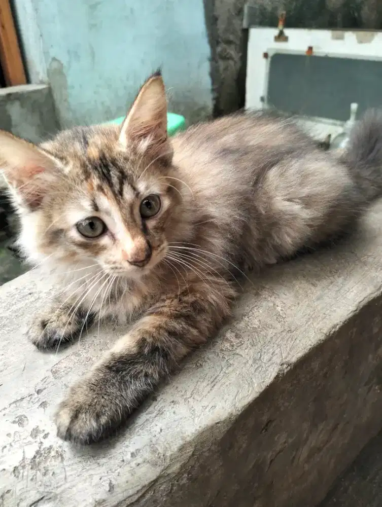 Kucing Persia medium 2 bulan