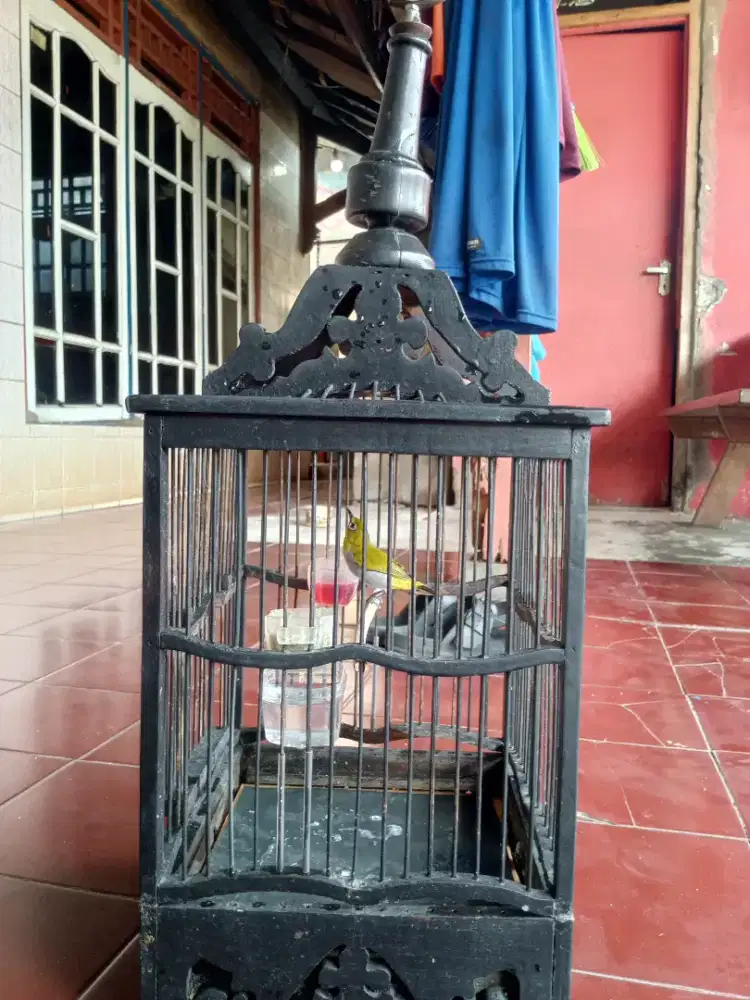 Burung pleci buxto sumatra