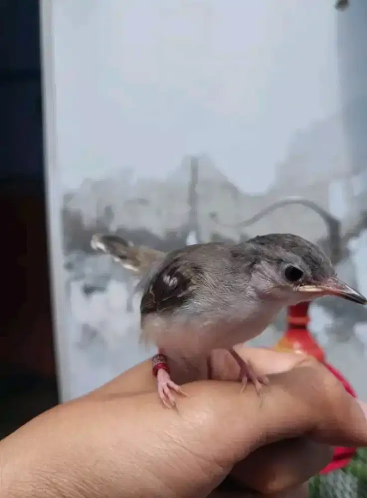 Paud cikris jantan mulus jinak