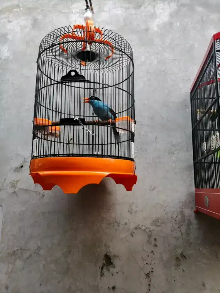 Elekgeling mulus berisik