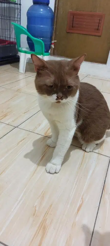 British short hair pacak