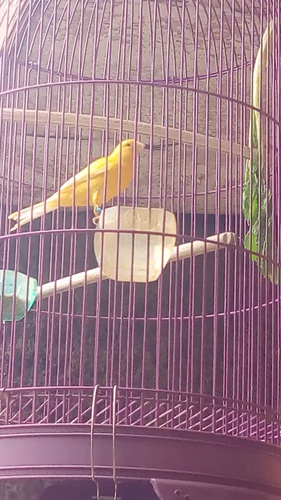 Kenari kuning stabilo gacor