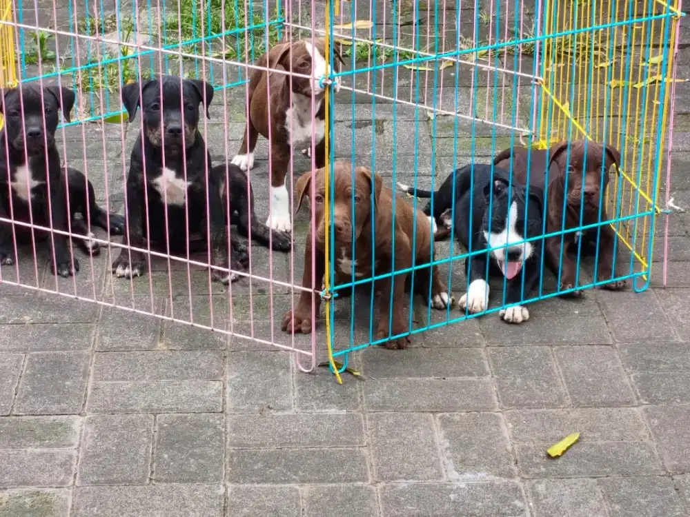 anakan Pitbull pure bukan mix / campuran