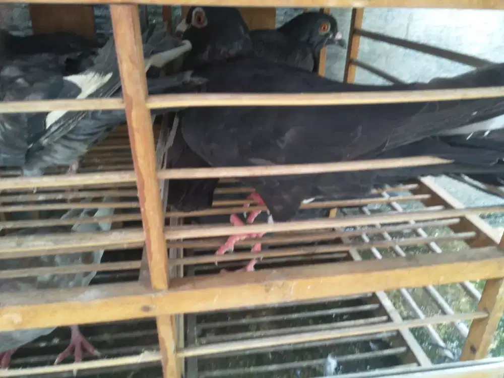 Jual burung dara turunan pos
