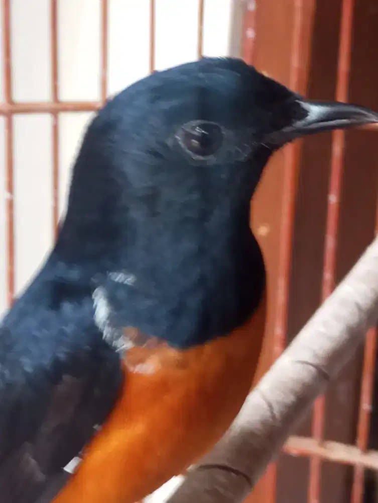 Burung muray medan rawatan