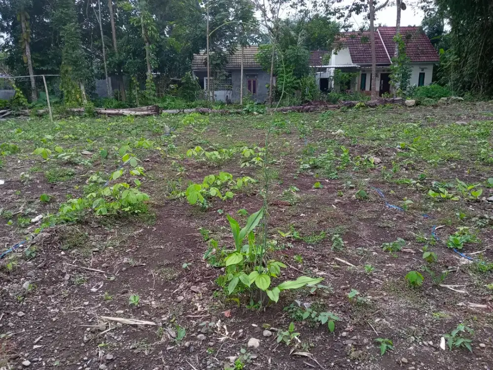 Tanah Murah Sleman SHM Pecah Dekat Rumah Makan Jejamuran