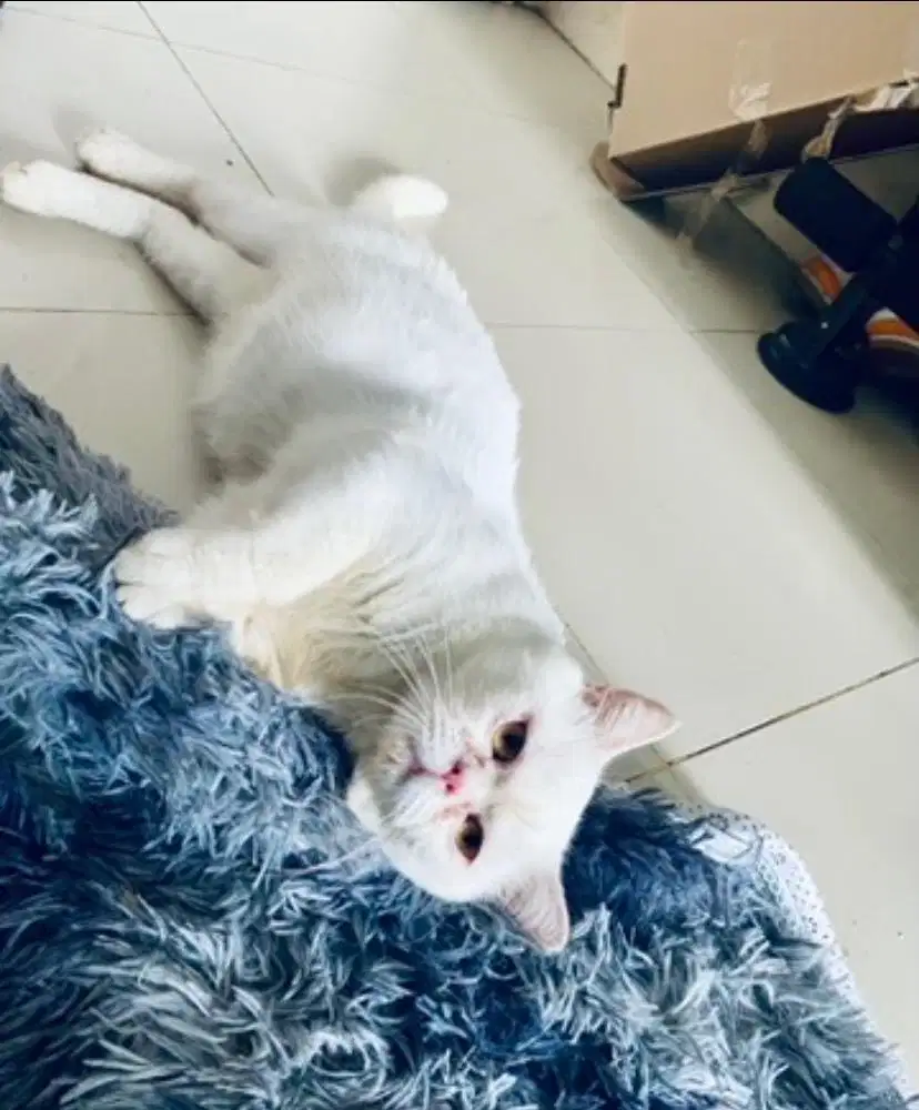 Kucing BSH White Solid