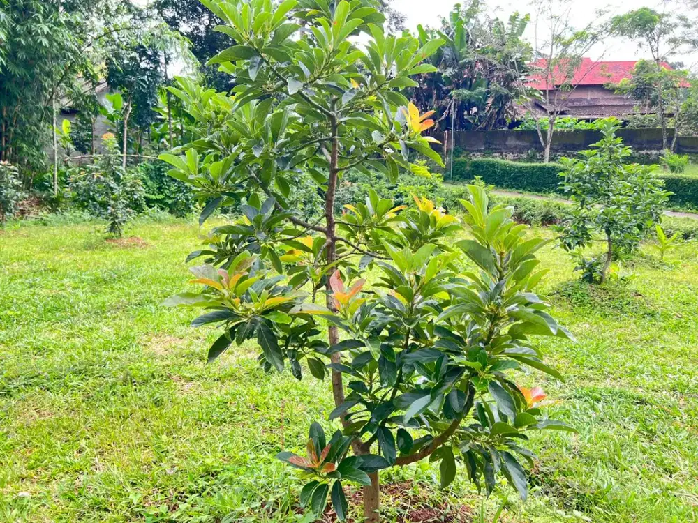 Kebun Alpukat 250 Juta Udara Dingin Karanganyar