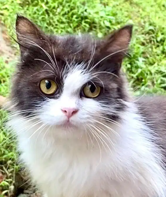 kitten janta 5 bulan mix bsh