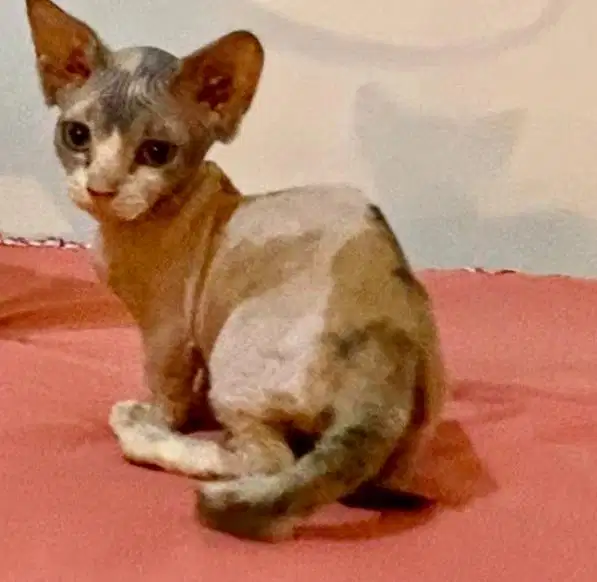 kitten betina bambino 3 bulan calico