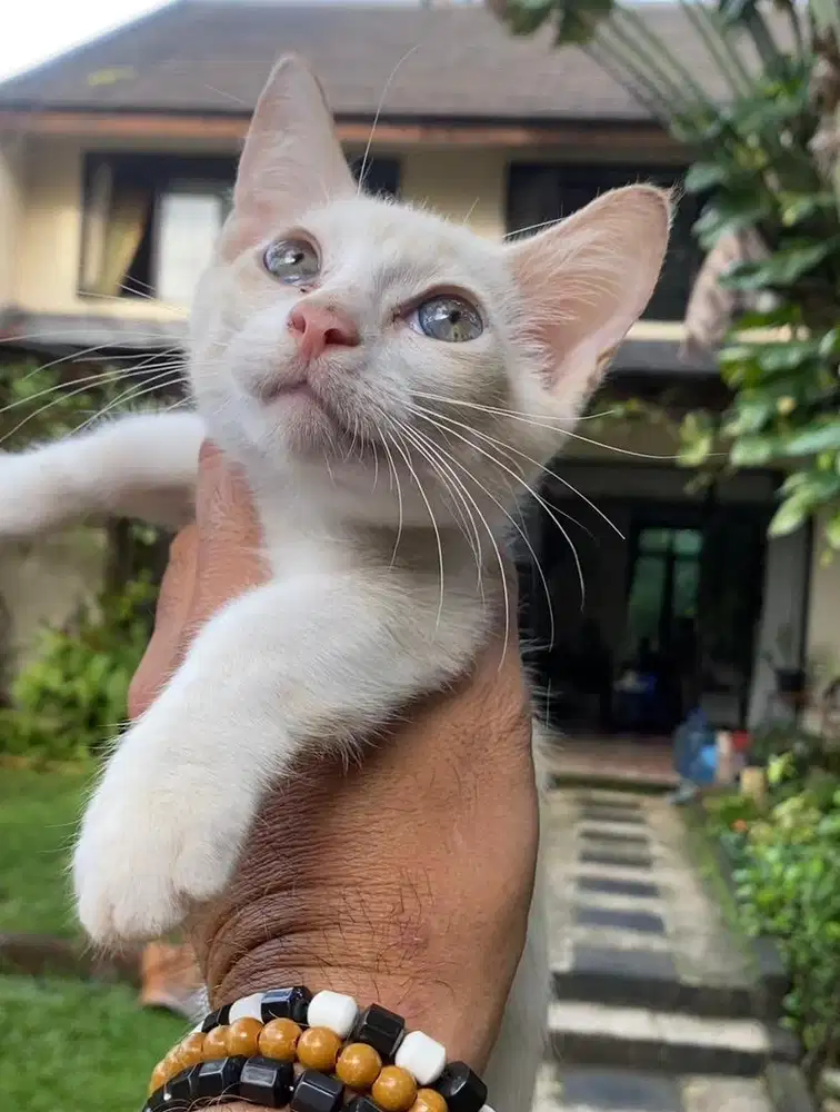 kitten munchkin devon rex