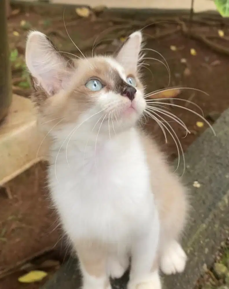 kitten betina cinamon ns