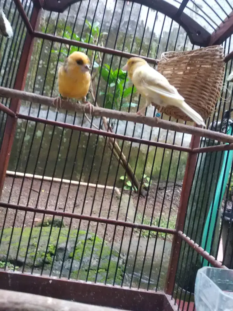 kenari betina 2 ekor siap produksi