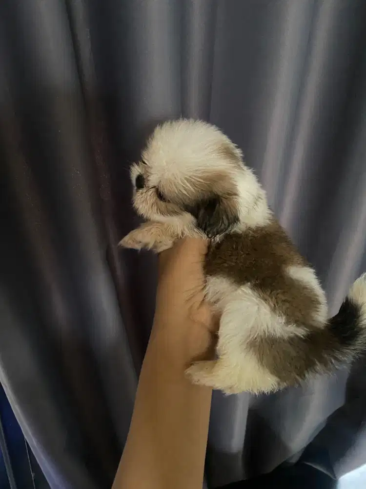 Shihtzu Pure Non Stambum