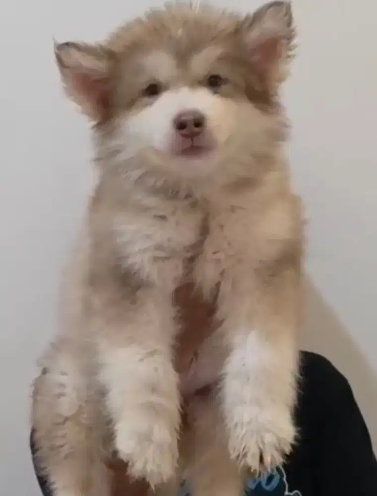 Alaskan Malamute puppy