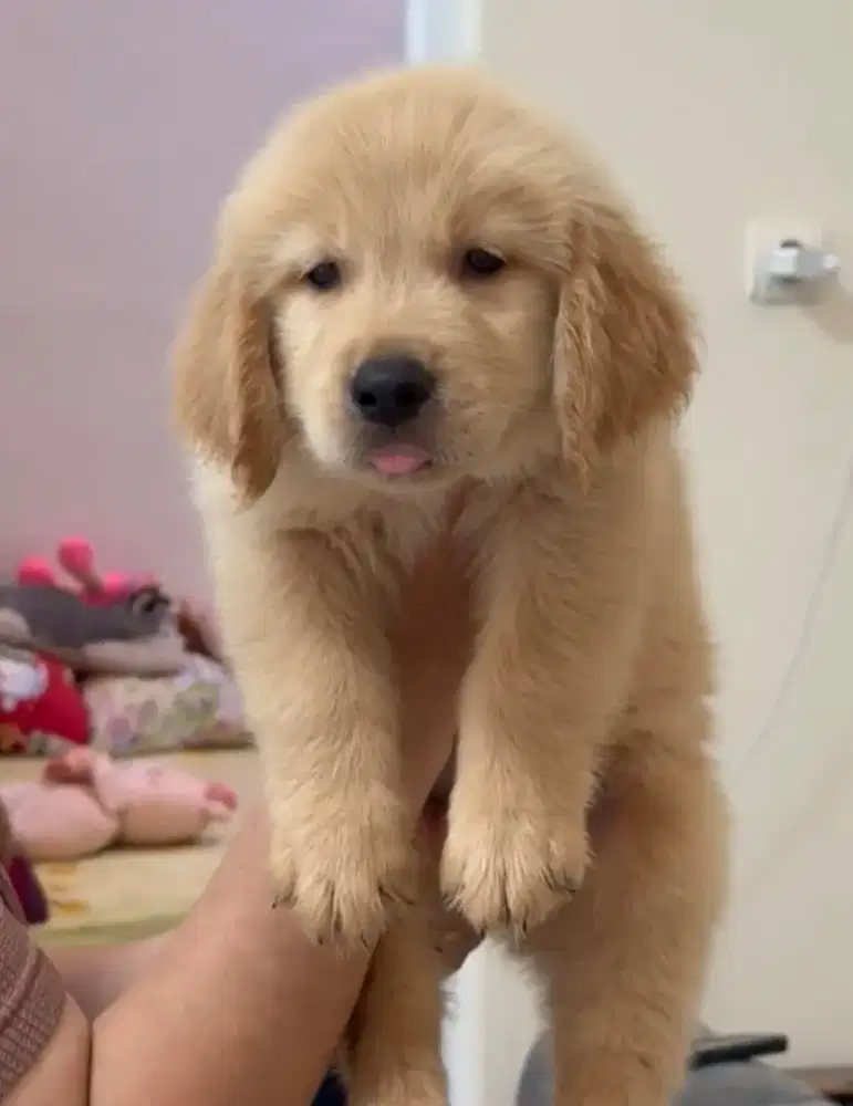 Golden Retriever puppy