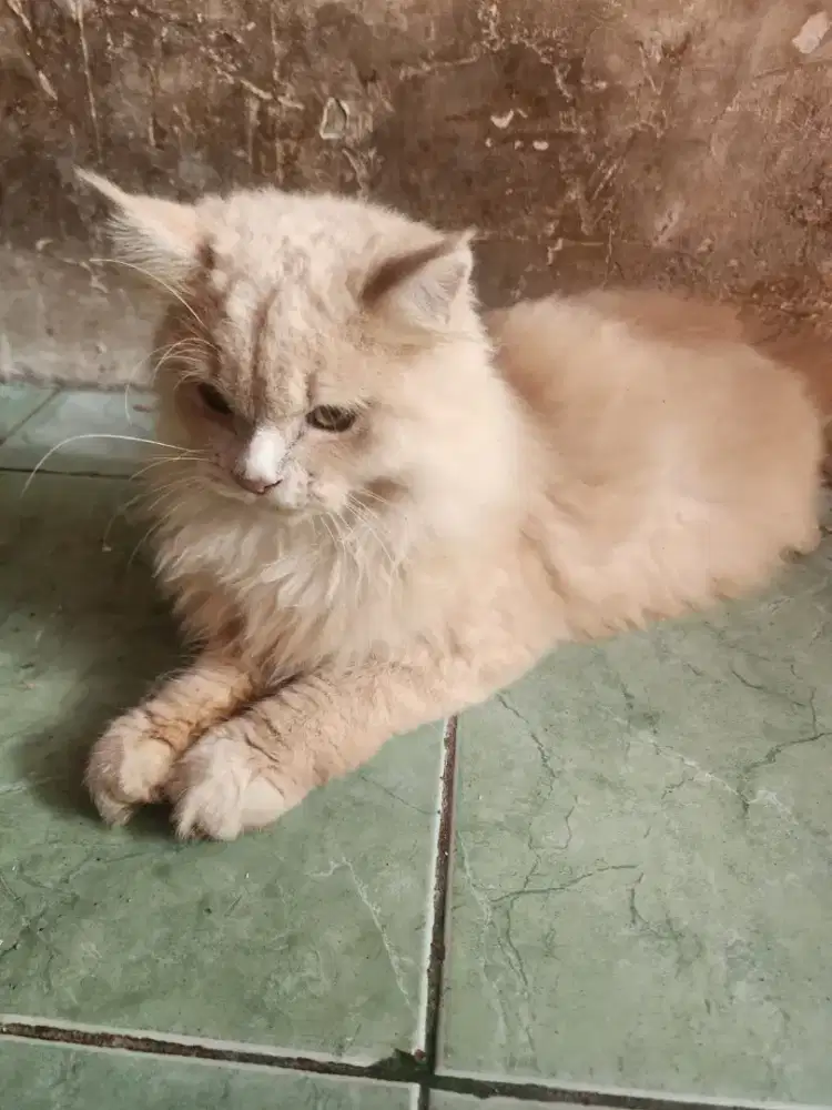 Kucing persia jantan