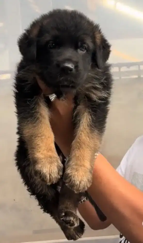German Sheperd puppies / Herder