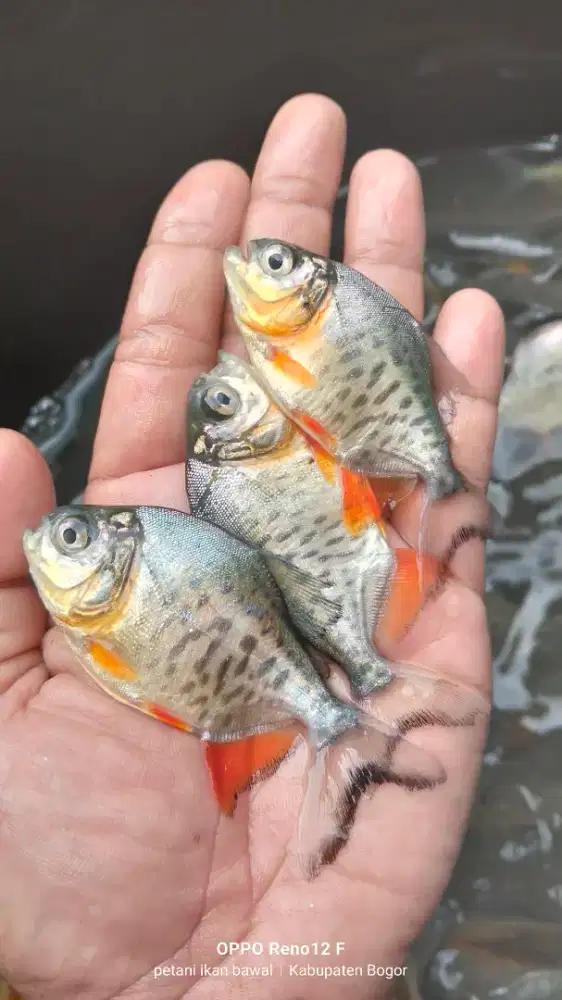 Jual bibit ikan bawal uk ngorek