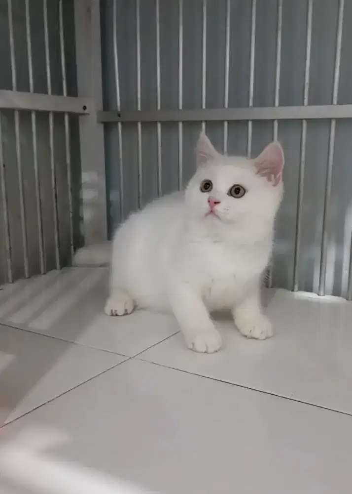 BRITISH SHORTHAIR/BSH White
