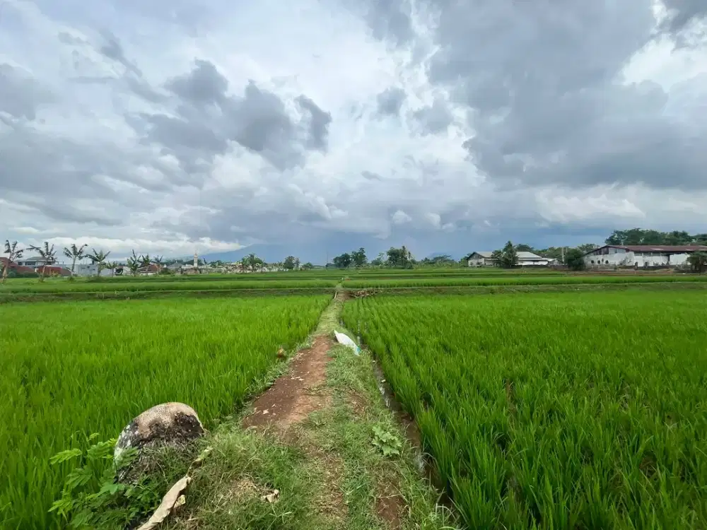 Dijual Sawah di pinggir jalan besar di Cianjur
