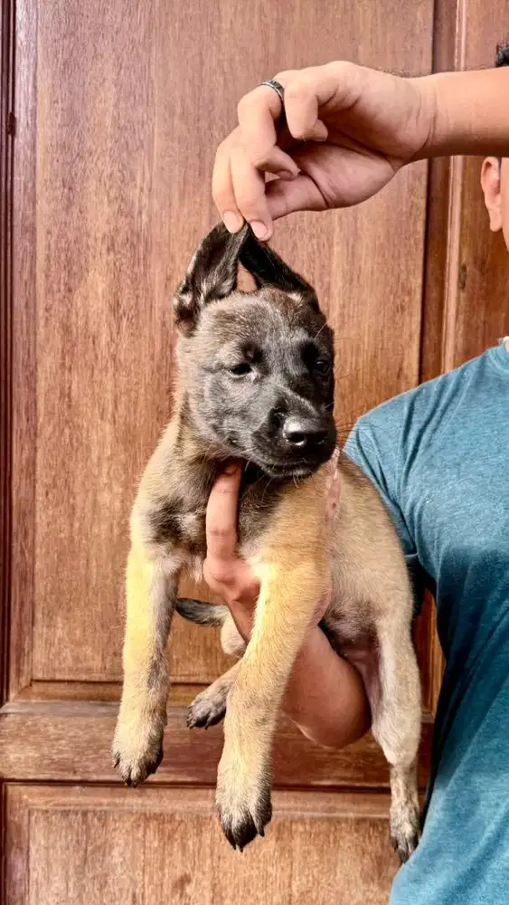 belgian malinois black face