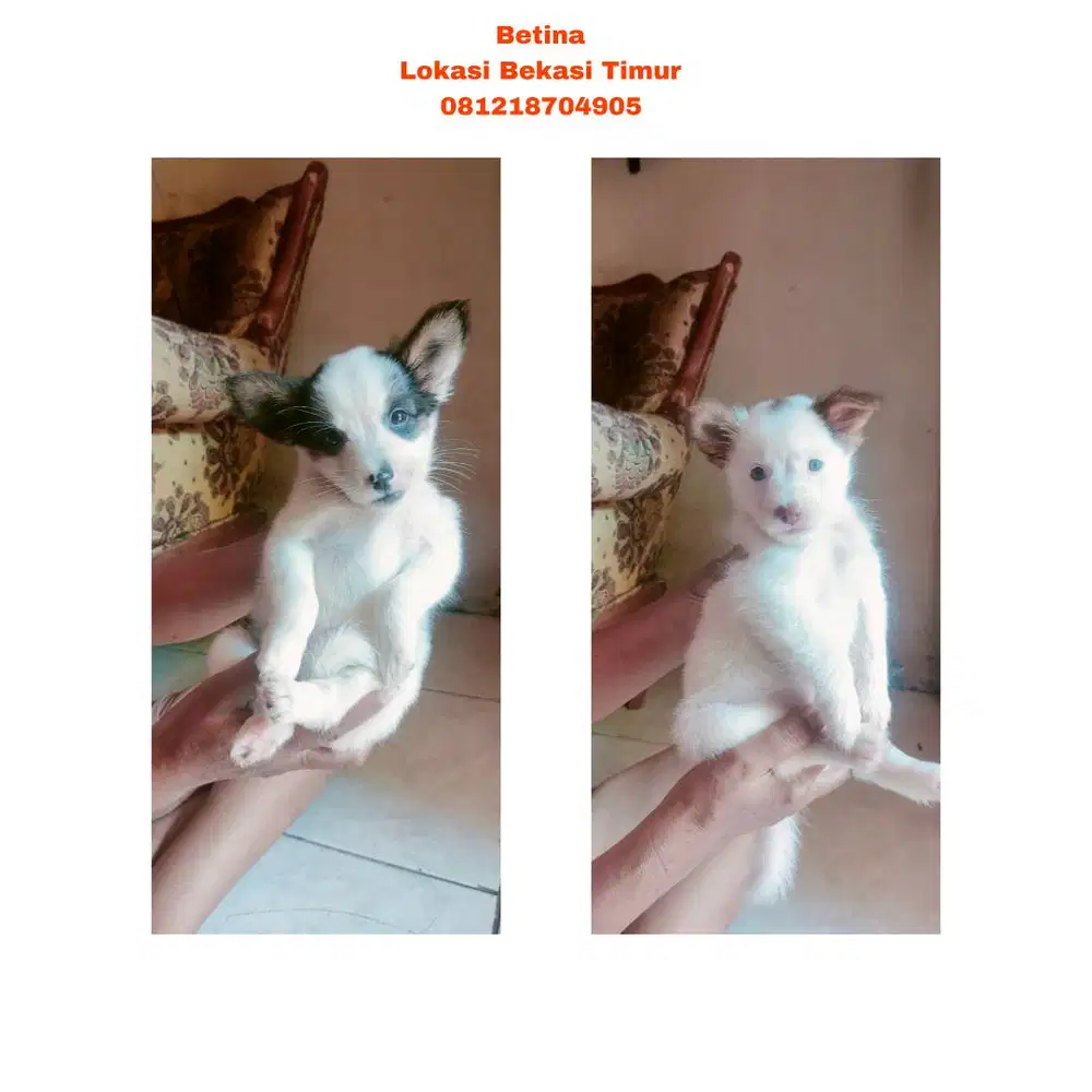 Kintamani Labrador + Golden Mix